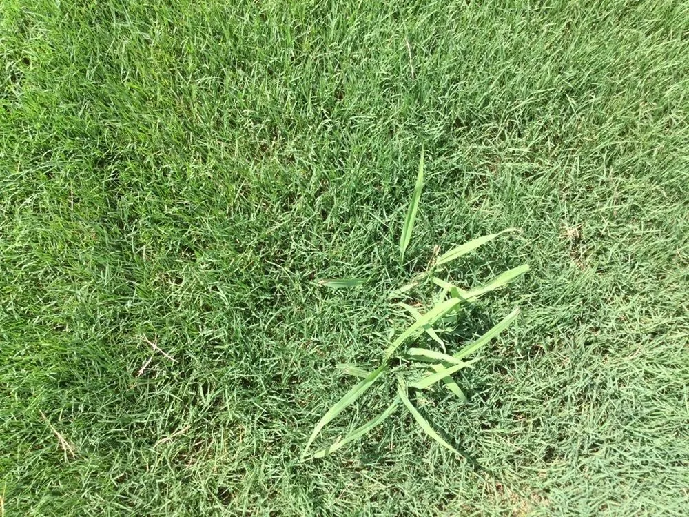 Local yard cleanup service with custom design in Pendergrass, GA by Terra Bites Lawn Service