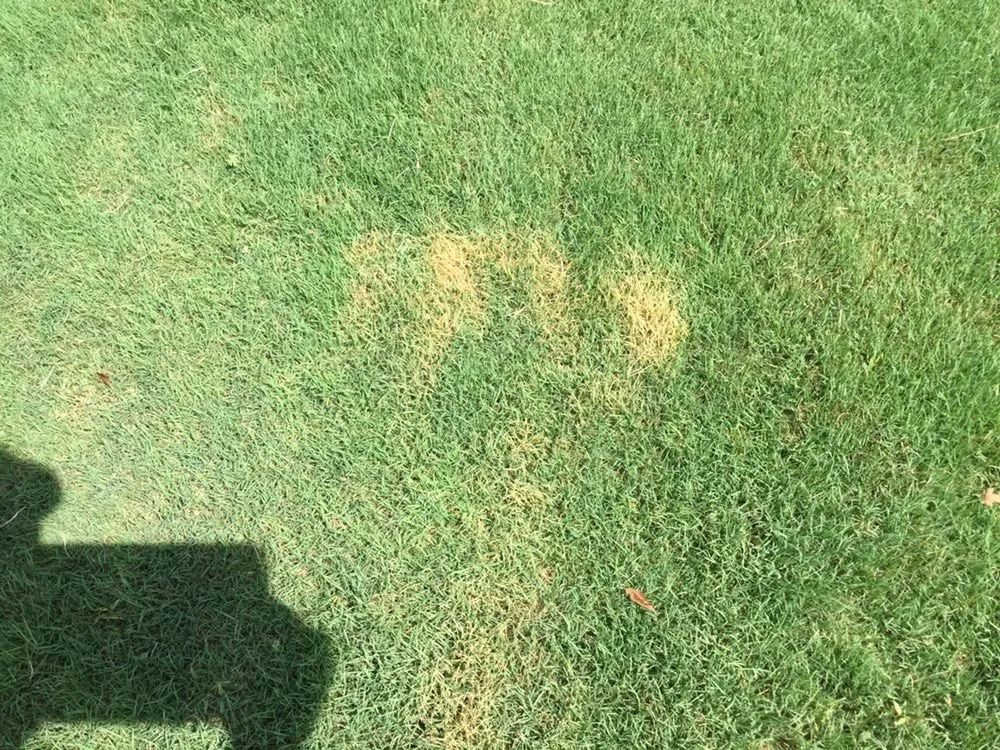 Custom lawn care service in Pendergrass, GA - Terra Bites Lawn Service