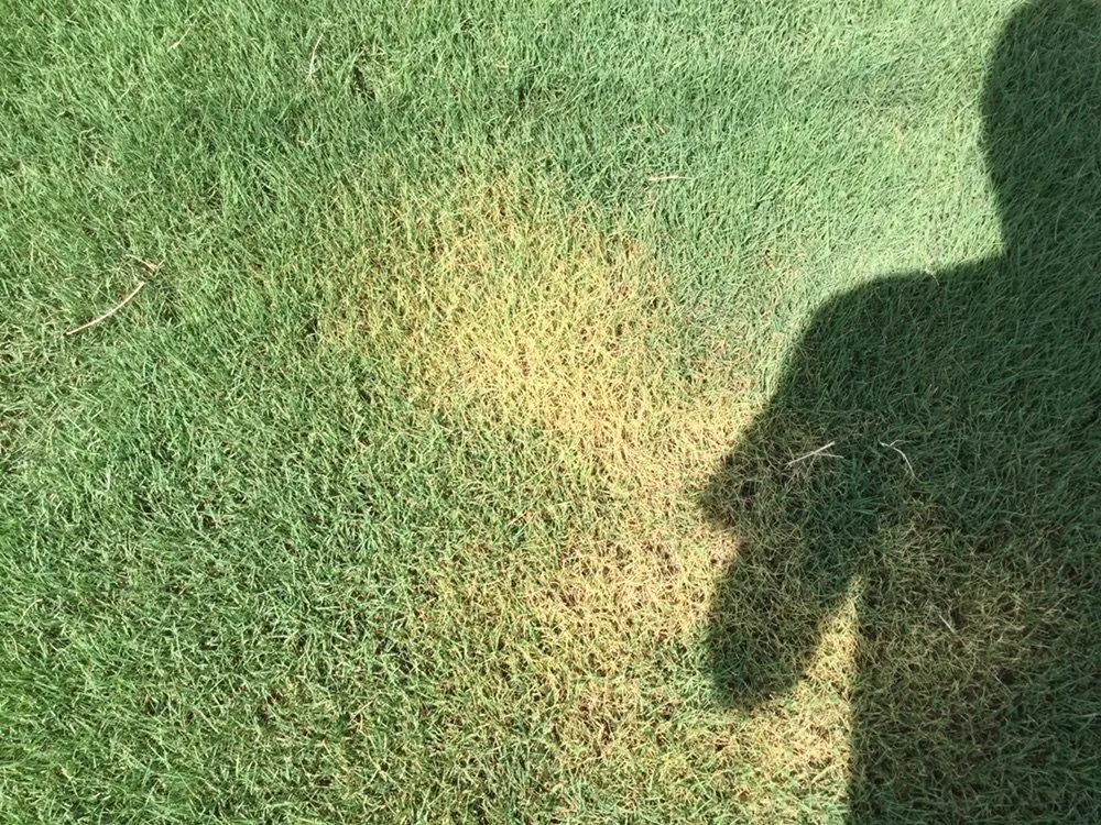 Trusted residential landscaping in Pendergrass, GA by Terra Bites Lawn Service