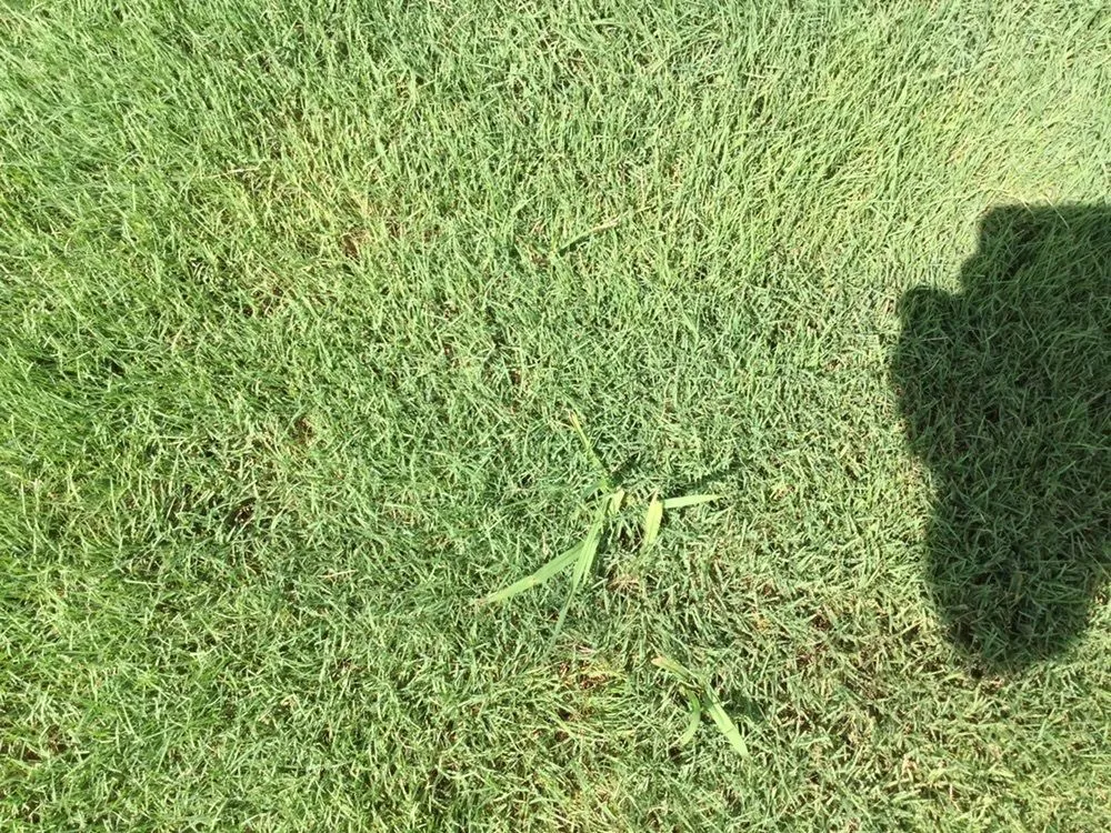 Affordable lawn care service in Pendergrass, GA by Terra Bites Lawn Service