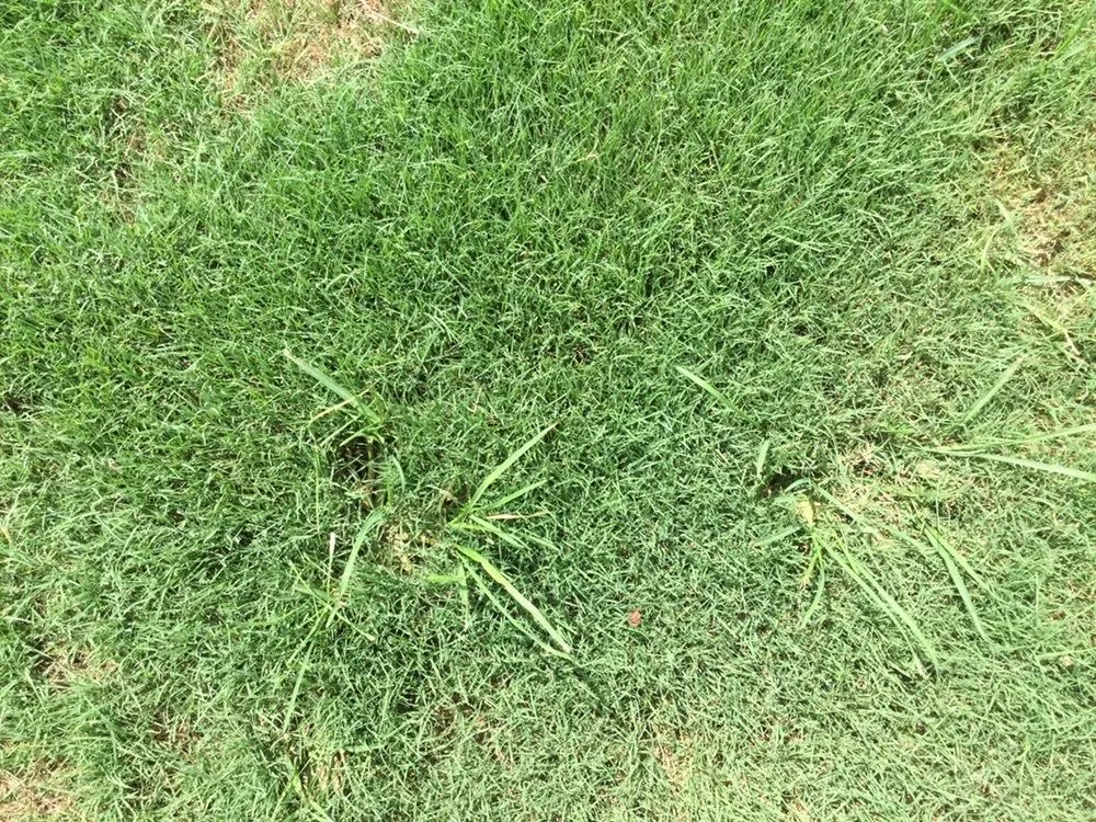 Custom garden landscaping for year-round maintenance in Pendergrass, GA by Terra Bites Lawn Service