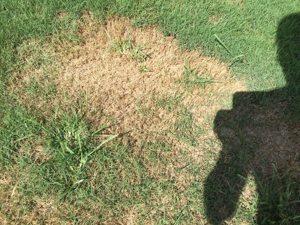 Trusted lawn care service experts serving Pendergrass, GA - Terra Bites Lawn Service