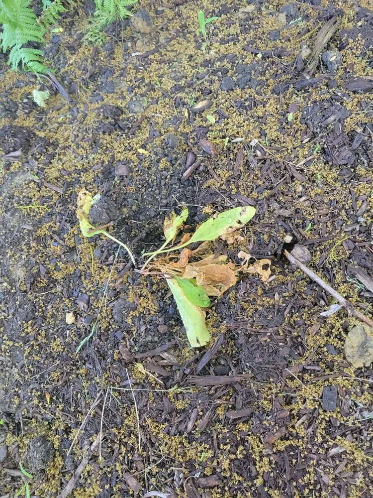 Affordable yard cleanup service experts serving North Aurora, IL - Terra Care