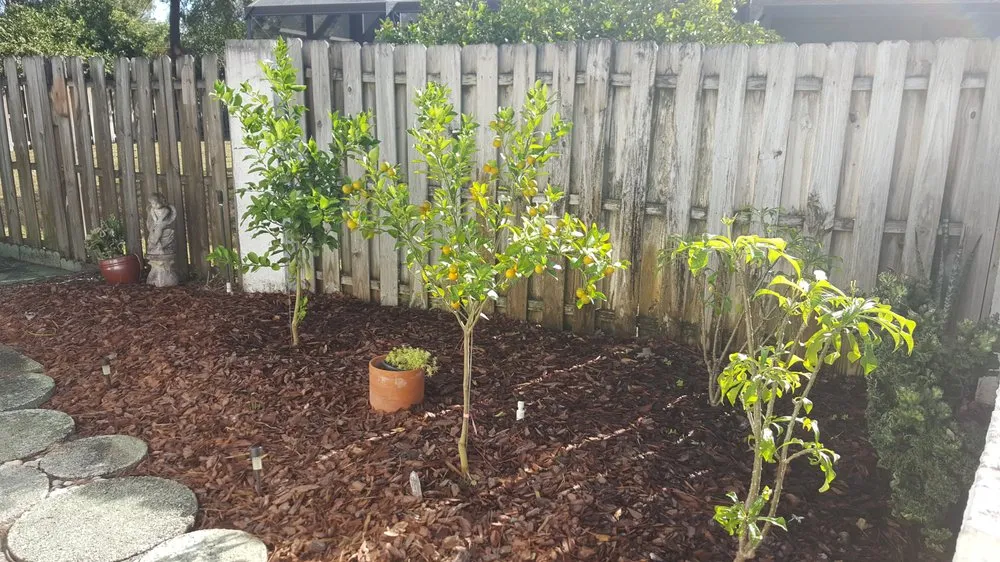 Top-rated yard cleanup service in Orlando, FL - Terra Consulting & Design