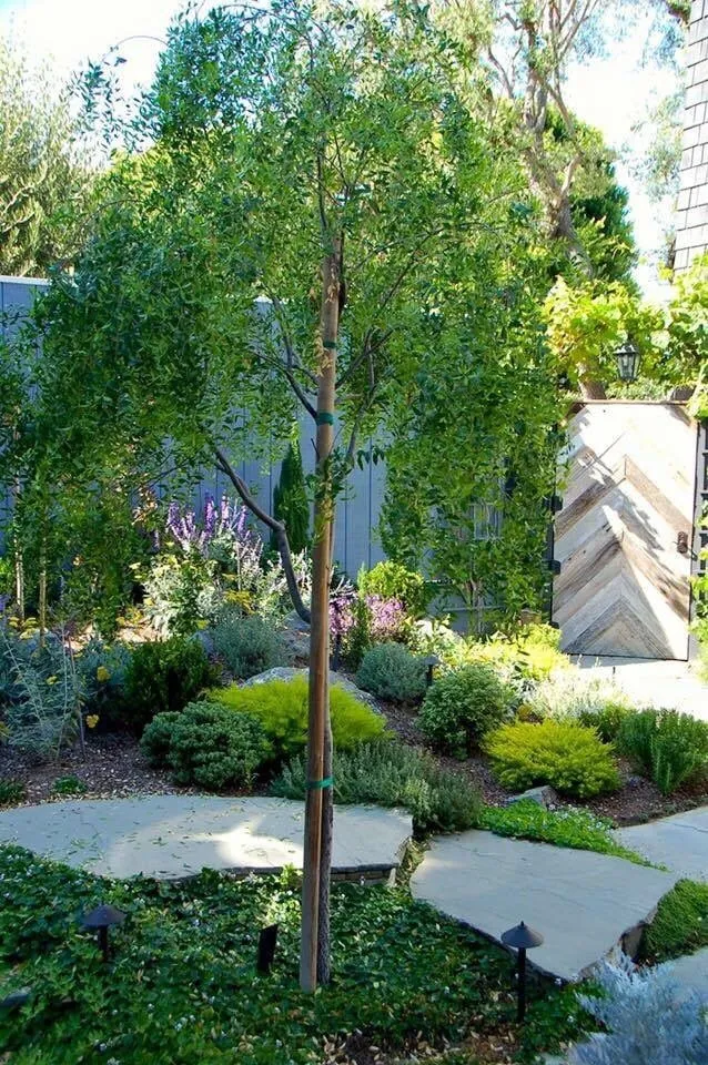 Local outdoor landscaping in Redondo Beach, CA by Terra Culture Designs