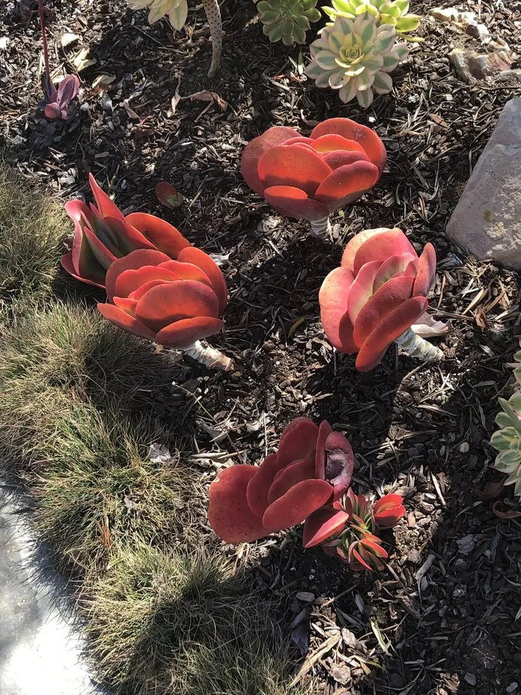 Local landscape installation in Redondo Beach, CA by Terra Culture Designs