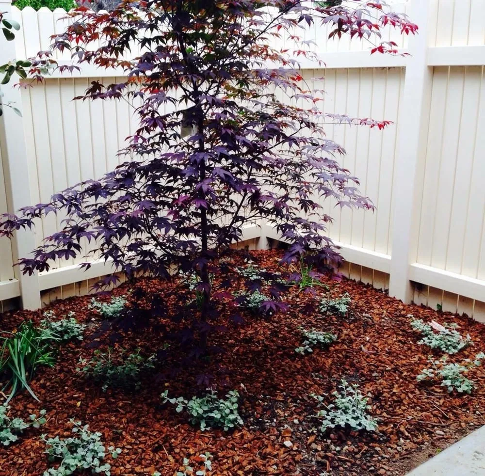 Trusted lawn care service experts serving Redondo Beach, CA - Terra Culture Designs