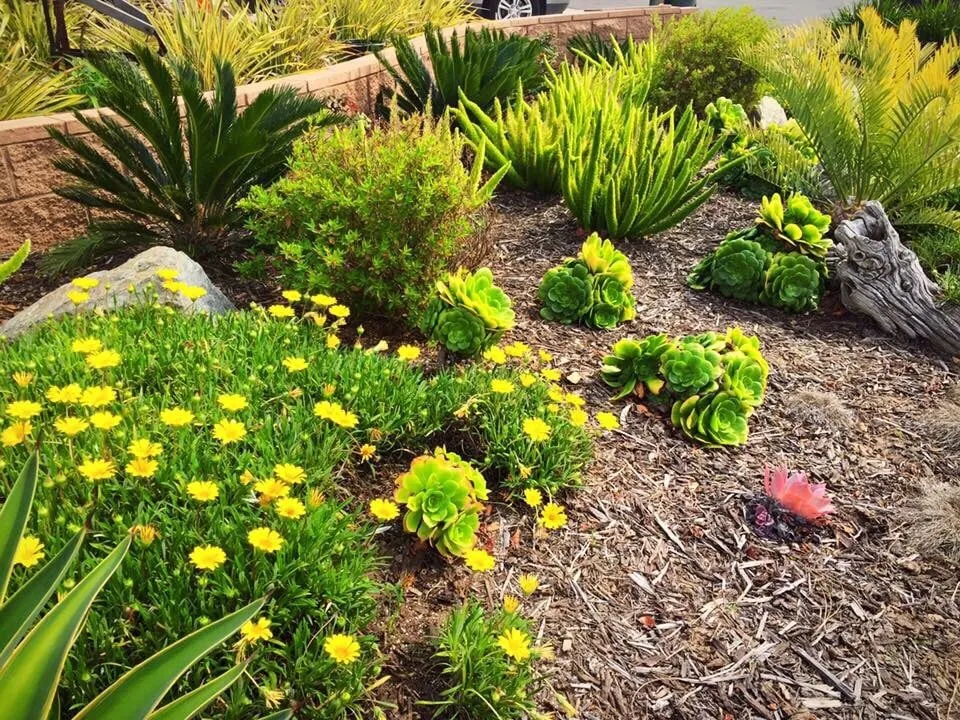 Professional yard maintenance in Redondo Beach, CA - Terra Culture Designs
