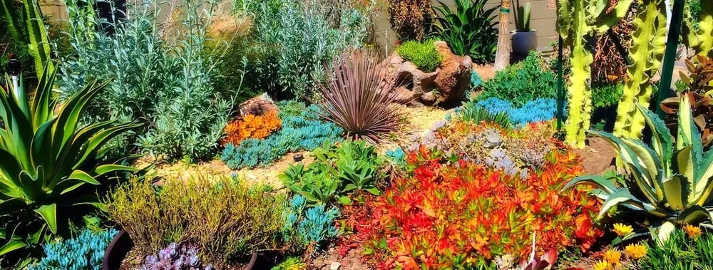 Professional yard maintenance in Redondo Beach, CA by Terra Culture Designs