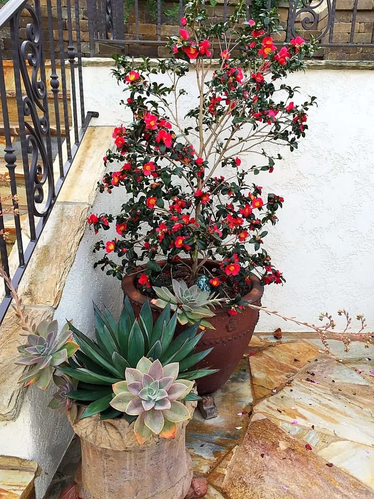 Local outdoor landscaping in Redondo Beach, CA by Terra Culture Designs