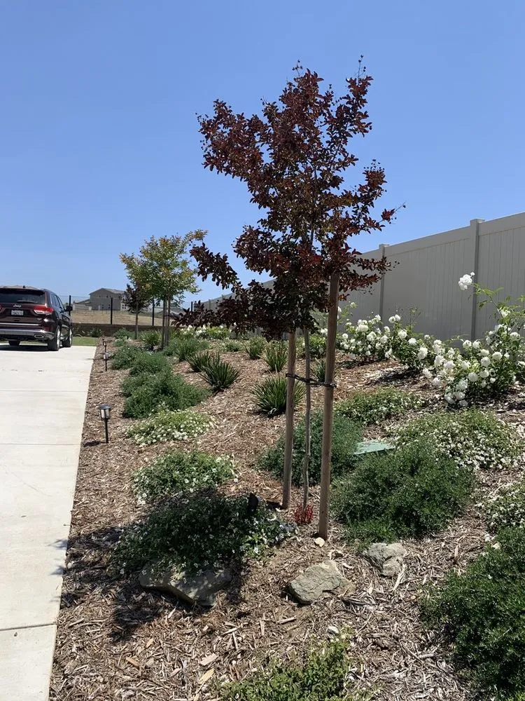 Reliable lawn mowing service experts serving San Diego, CA - Terra Firma Landscape