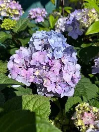 Top-rated garden landscaping for outdoor upgrades across Norfolk, VA - Terra Firma