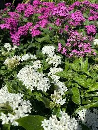 Professional residential landscaping for outdoor upgrades in Norfolk, VA by Terra Firma