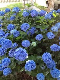 Affordable garden landscaping experts serving Norfolk, VA - Terra Firma