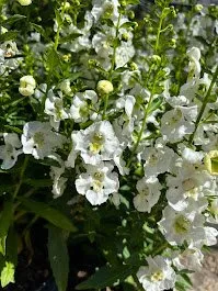 Reliable landscape installation in Norfolk, VA by Terra Firma