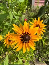 Affordable yard maintenance experts serving Norfolk, VA - Terra Firma