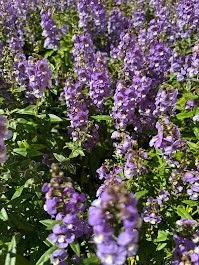 Trusted landscape design for year-round maintenance across Norfolk, VA - Terra Firma