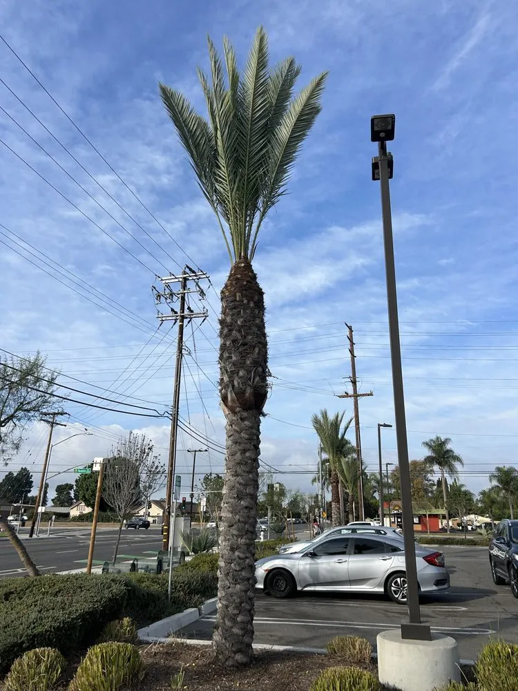Local landscape installation for homes in Buena Park, CA by Terra Grow Landscape