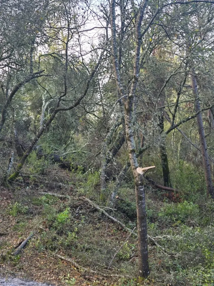 Local outdoor landscaping in Grass Valley, CA by Terra Heights Tree Experts & Landscaping