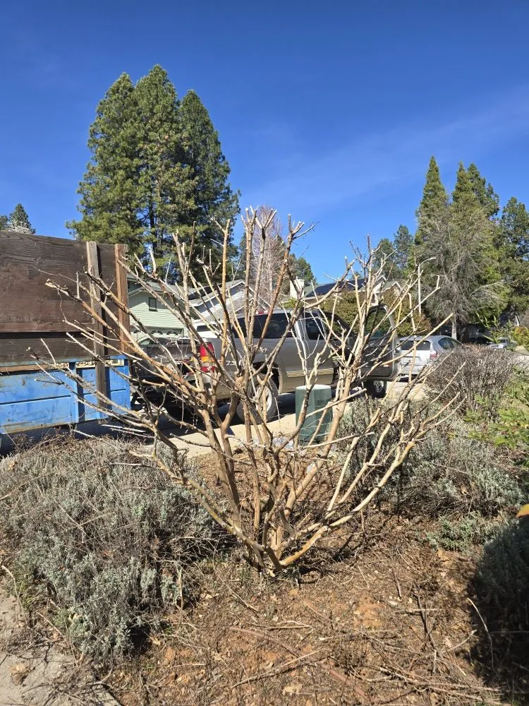 Trusted yard maintenance for homes across Grass Valley, CA - Terra Heights Tree Experts & Landscaping