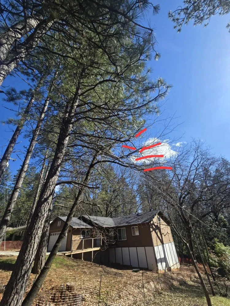 Expert yard cleanup service for residential properties across Grass Valley, CA - Terra Heights Tree Experts & Landscaping