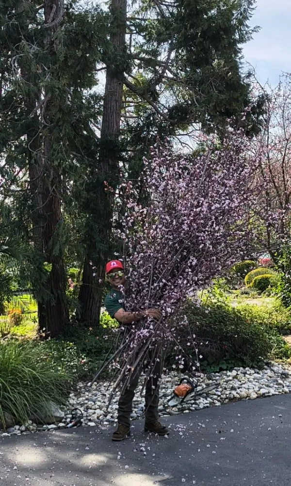 Expert garden landscaping in Grass Valley, CA - Terra Heights Tree Experts & Landscaping