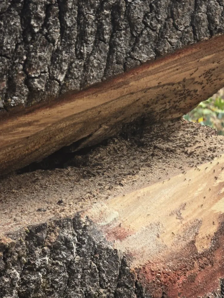 Top-rated yard cleanup service near you across Grass Valley, CA - Terra Heights Tree Experts & Landscaping