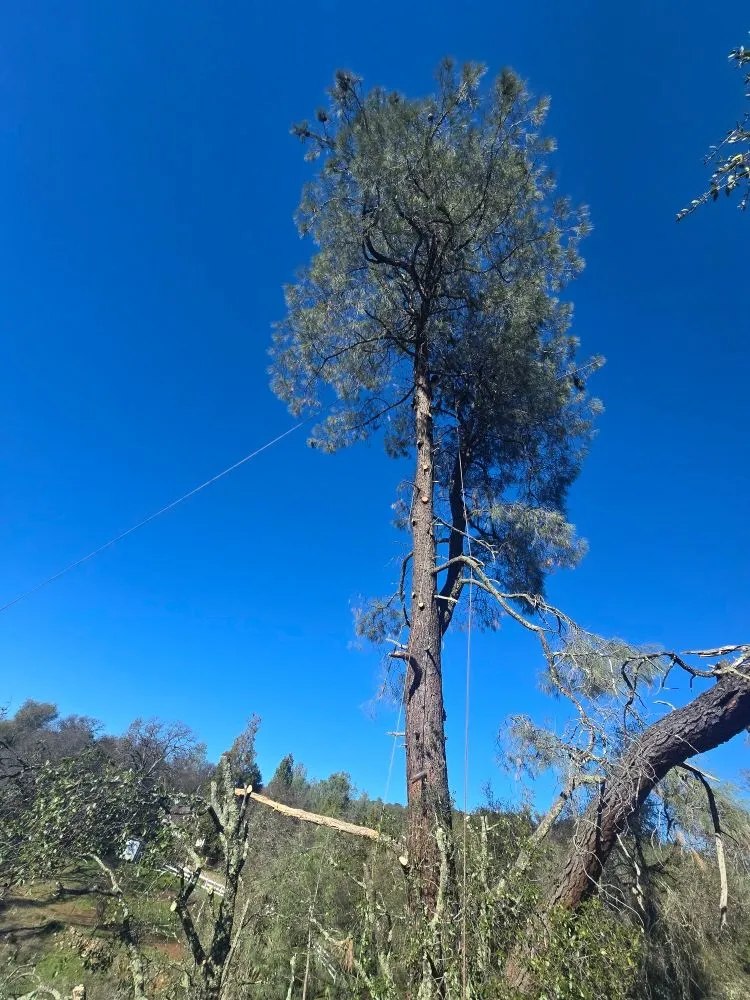 Expert yard maintenance in Grass Valley, CA - Terra Heights Tree Experts & Landscaping