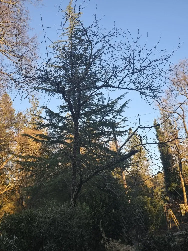 Affordable yard maintenance in Grass Valley, CA by Terra Heights Tree Experts & Landscaping