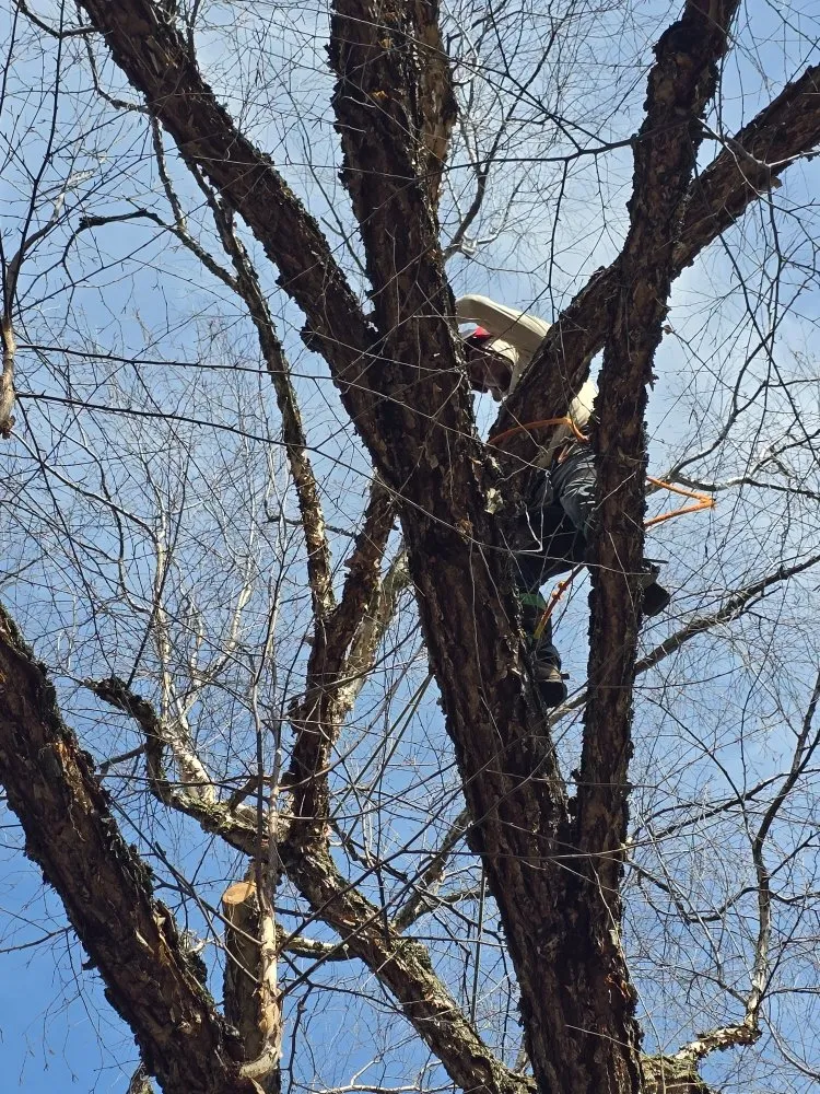 Expert residential landscaping for outdoor upgrades in Grass Valley, CA by Terra Heights Tree Experts & Landscaping