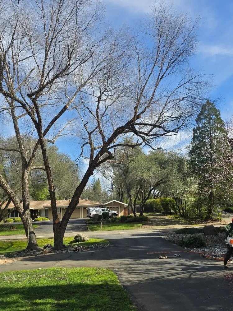 Top-rated lawn mowing service in Grass Valley, CA - Terra Heights Tree Experts & Landscaping