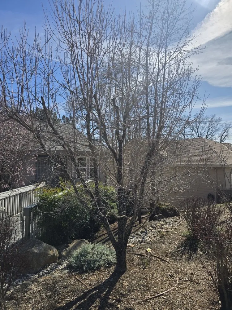 Custom yard cleanup service in Grass Valley, CA - Terra Heights Tree Experts & Landscaping