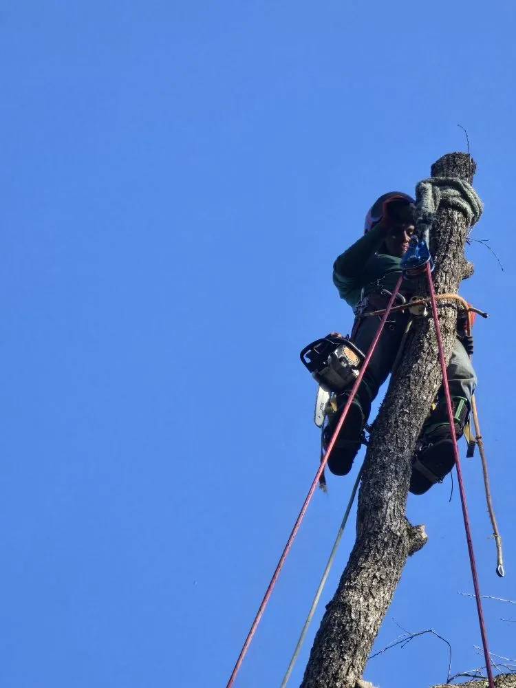 Custom garden landscaping near you in Grass Valley, CA by Terra Heights Tree Experts & Landscaping