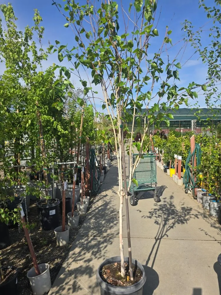 Trusted outdoor landscaping near you in Grass Valley, CA by Terra Heights Tree Experts & Landscaping