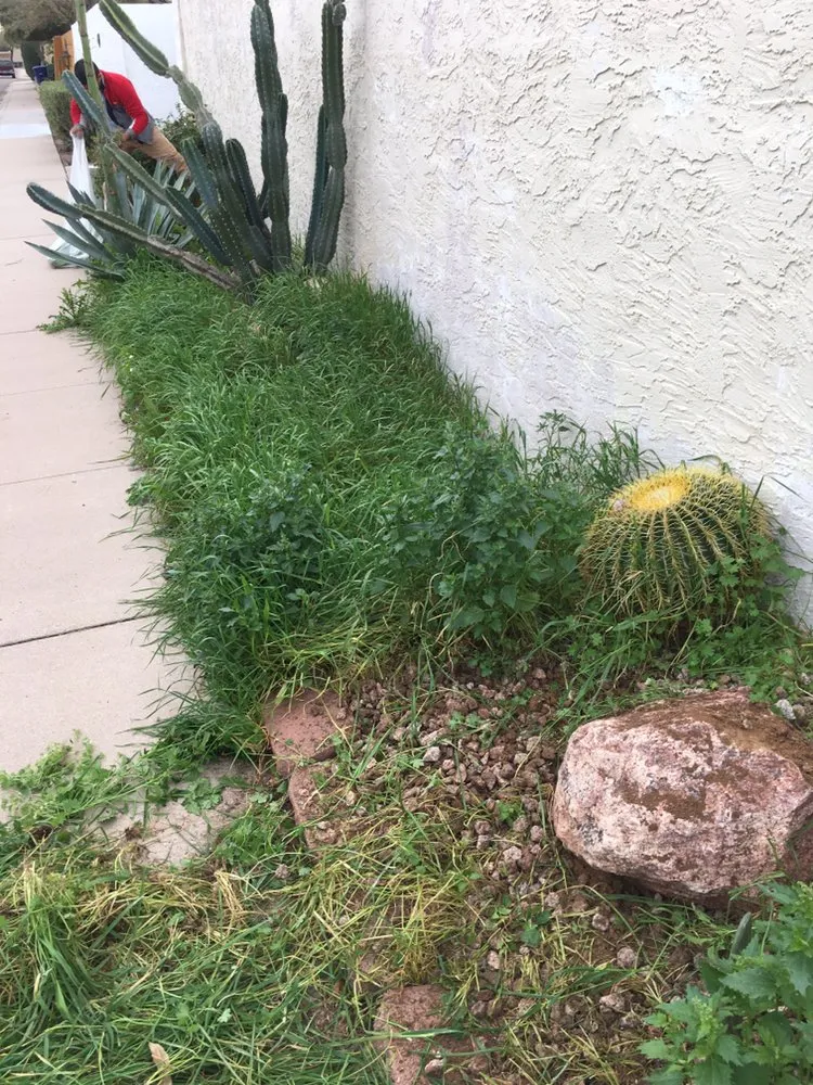 Top-rated yard maintenance with custom design across Mesa, AZ - Terra Landscaping