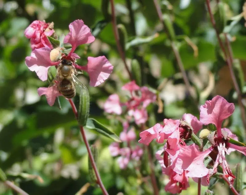 Top-rated outdoor landscaping in Santa Cruz, CA - Terra Nova Ecological Landscaping