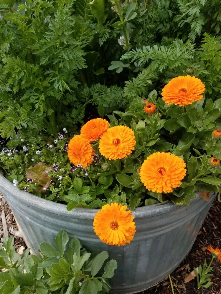 Affordable yard cleanup service for beautiful yards across Santa Cruz, CA - Terra Nova Ecological Landscaping