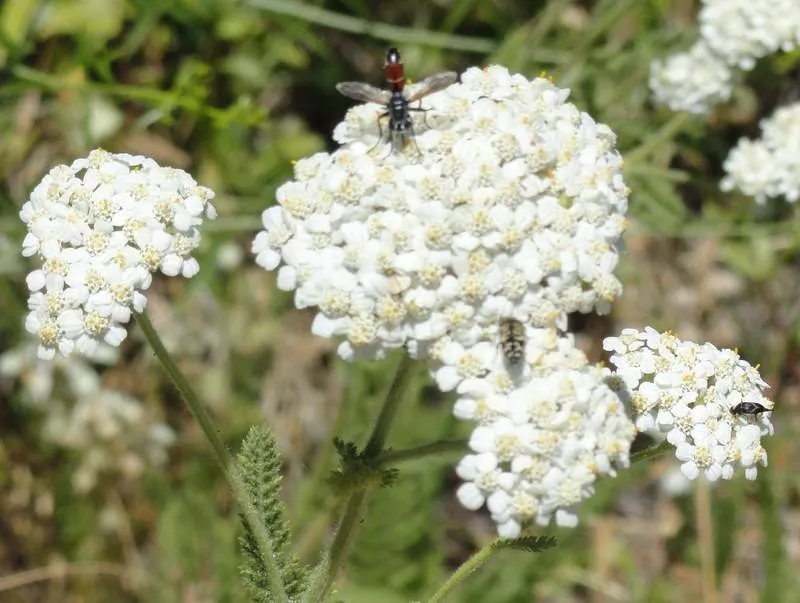 Top-rated yard cleanup service for residential properties in Santa Cruz, CA by Terra Nova Ecological Landscaping