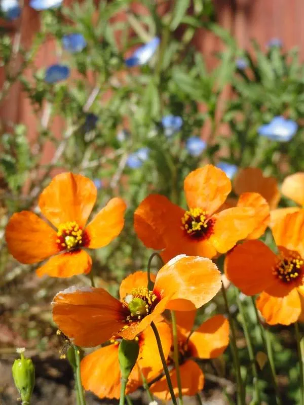 Top-rated landscape design for outdoor upgrades across Santa Cruz, CA - Terra Nova Ecological Landscaping