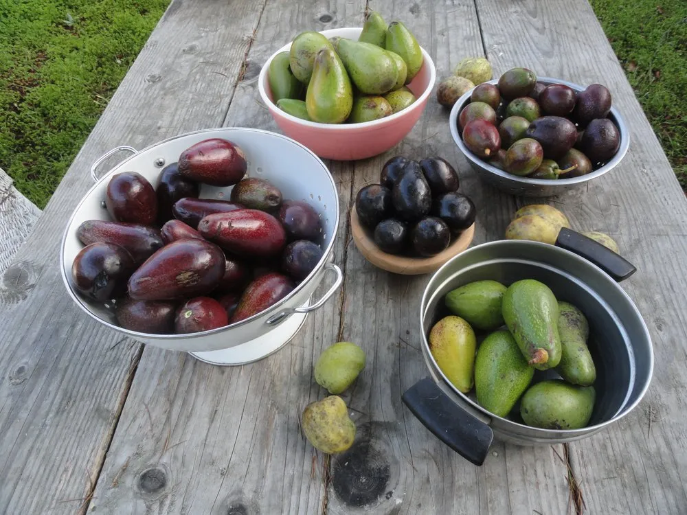 Local landscape design for residential properties in Santa Cruz, CA by Terra Nova Ecological Landscaping