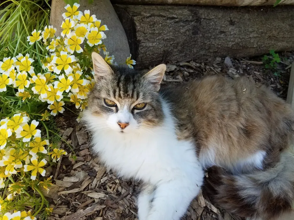 Trusted residential landscaping near you in Santa Cruz, CA by Terra Nova Ecological Landscaping