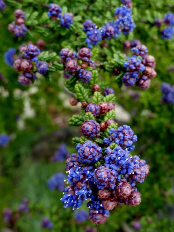 Affordable residential landscaping for outdoor upgrades across Santa Cruz, CA - Terra Nova Ecological Landscaping