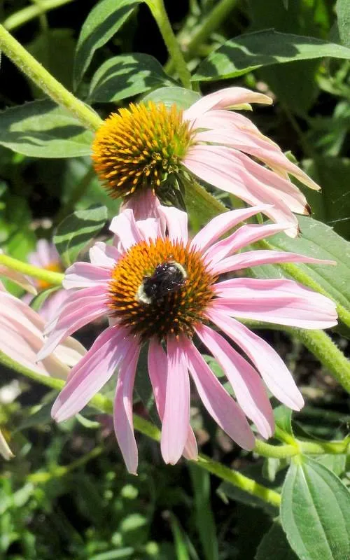 Top-rated outdoor landscaping with custom design across Santa Cruz, CA - Terra Nova Ecological Landscaping