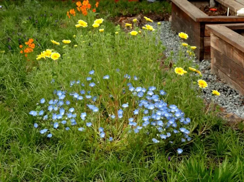 Trusted landscape installation in Santa Cruz, CA by Terra Nova Ecological Landscaping