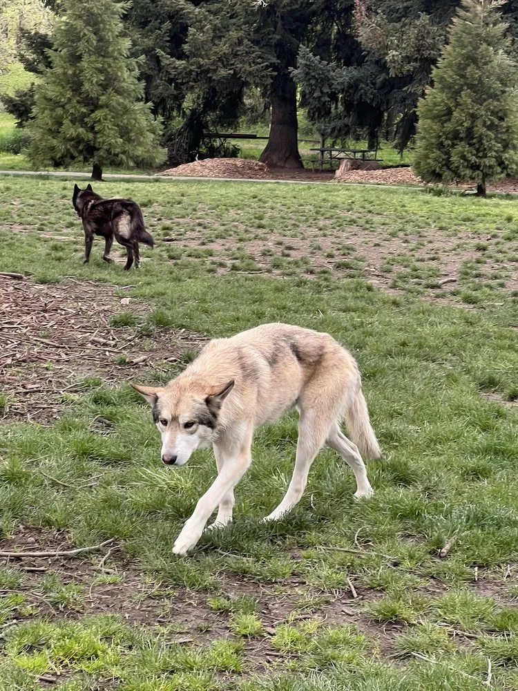 Reliable landscape installation in Eugene, OR by Terra Nova Landscape & Irrigation