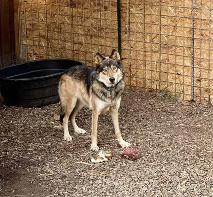Terra Nova Landscape & Irrigation Logo