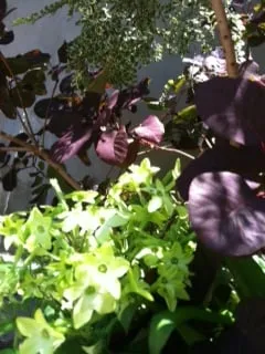 Expert yard maintenance experts serving San Mateo, CA - Terra Rubina