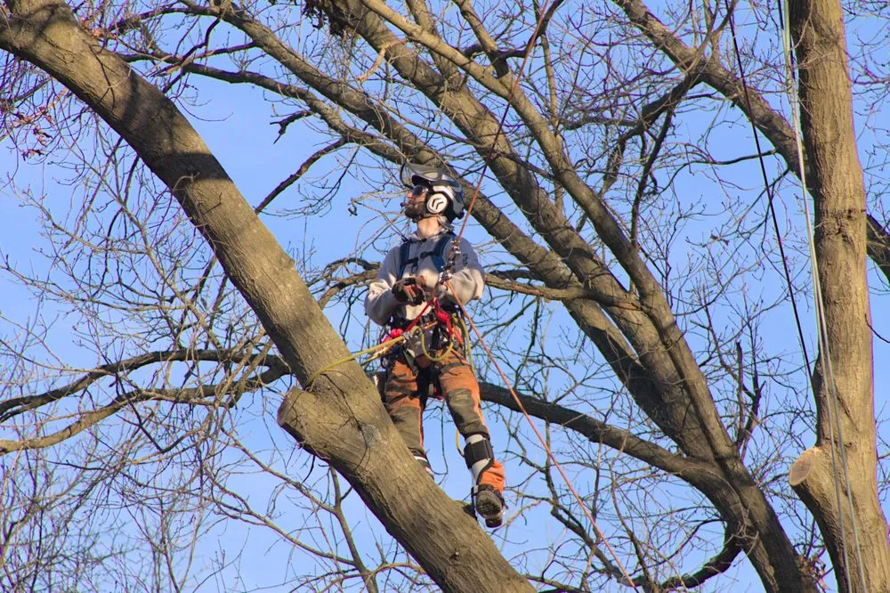 Expert landscape installation in Fenton, MI - Terra Shape Tree