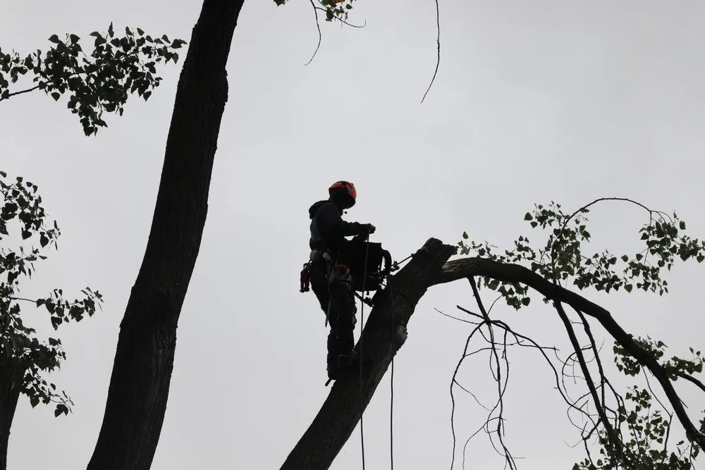 Local yard cleanup service near you across Fenton, MI - Terra Shape Tree