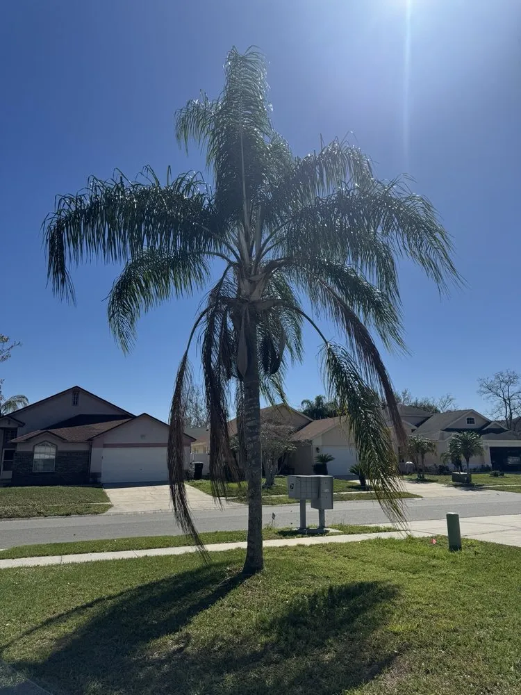 Affordable residential landscaping experts serving Apopka, FL - Terra Tree Services